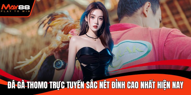 Đá gà Thomo